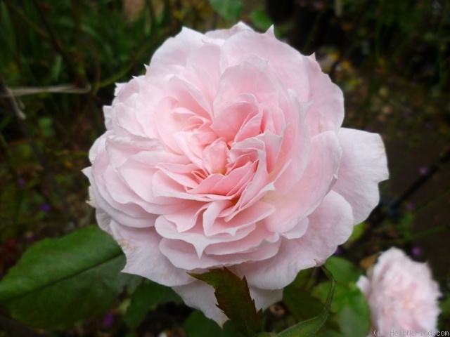 'Allegory Of Spring ™' rose photo