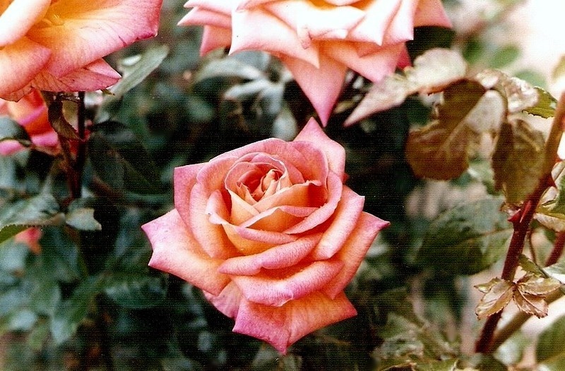 'Gallivarda' rose photo