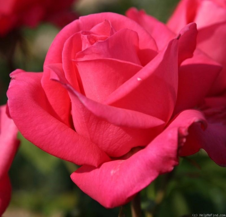 'Cherry Lady ® (hybrid tea, Kordes, 2002/12)' rose photo