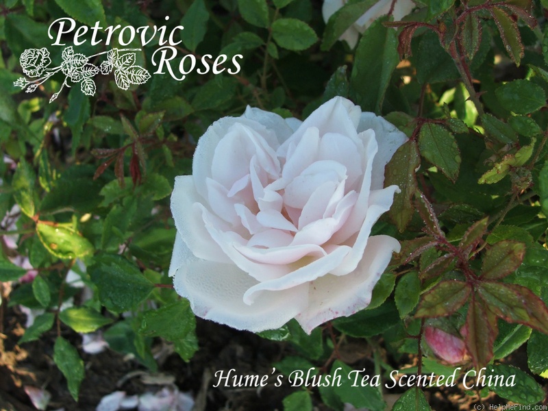 'Hume's Blush Tea-scented China' rose photo