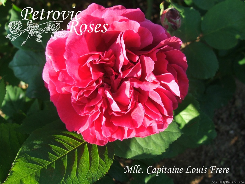 'Capitaine Louis Frère' rose photo