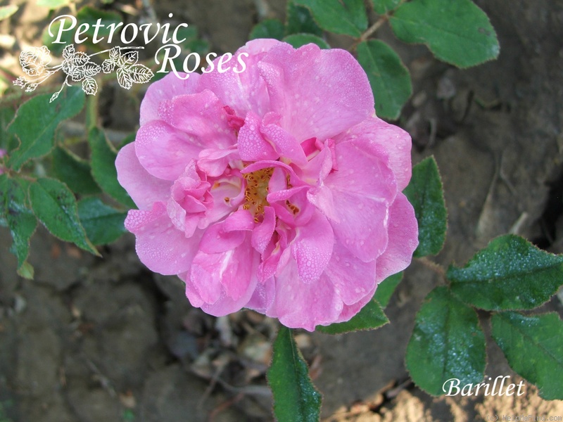 'Barillet' rose photo