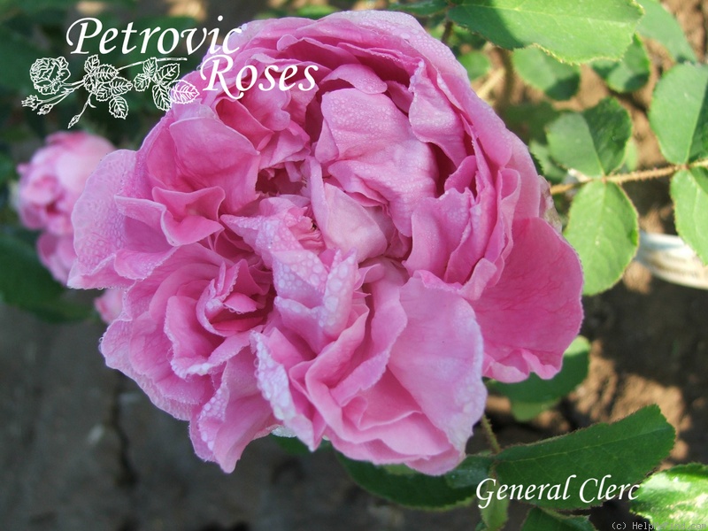 'Général Clerc' rose photo