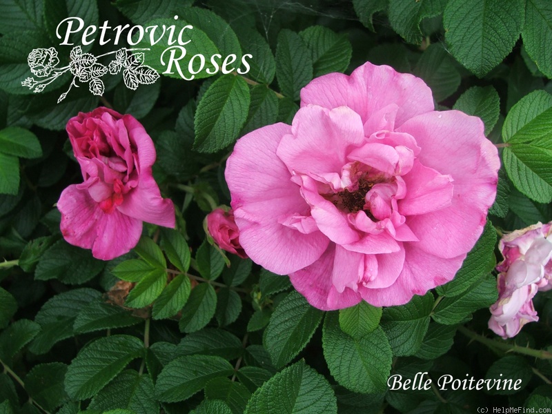 'Belle Poitevine' rose photo