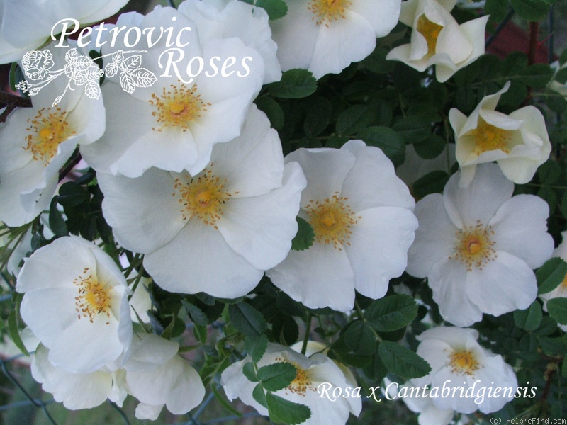 '<i>Rosa</i> X <i>cantabrigiensis</i>' rose photo
