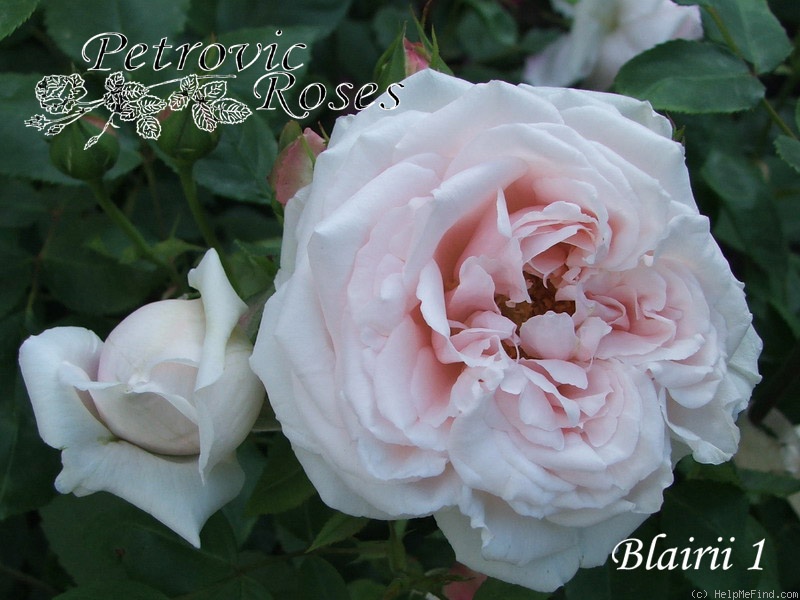 'Blairii No. 1' rose photo