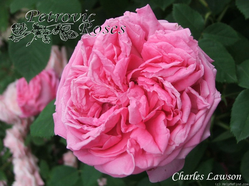 'Charles Lawson' rose photo