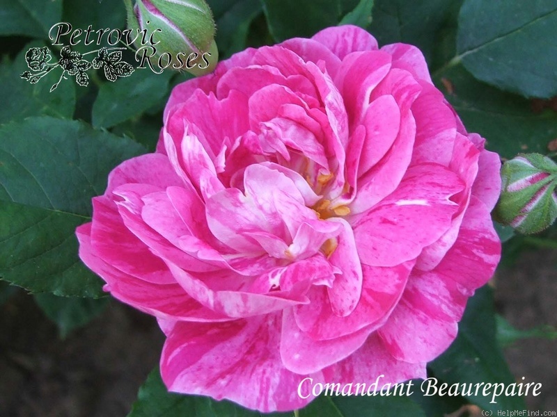 'Commandant Beaurepaire' rose photo