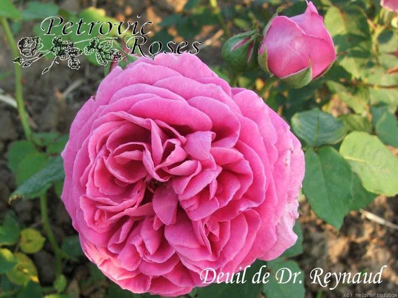 'Deuil de Dr. Reynaud' rose photo