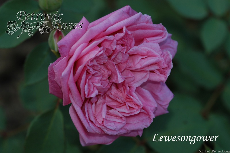 'Leveson Gower' rose photo