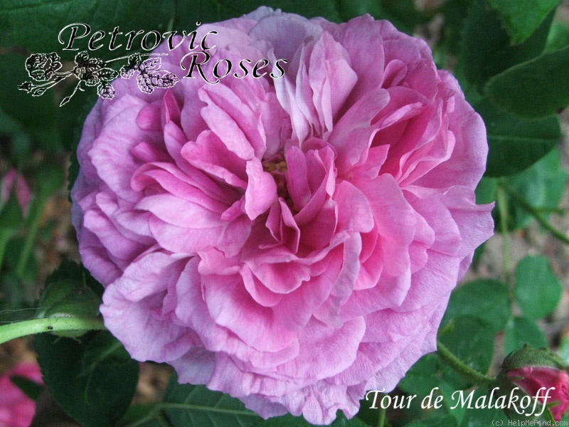 'Tour de Malakoff (centifolia, Pastoret/Soupert & Notting, 1856)' rose photo