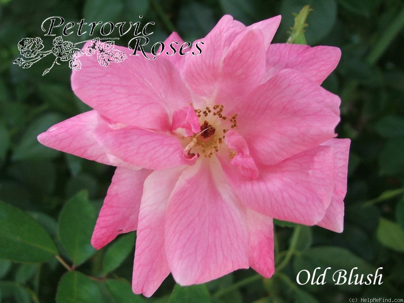 'Old Blush' rose photo