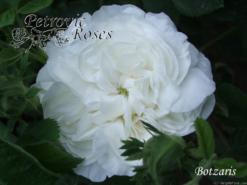 'Botzaris (damask, Robert, 1856)' rose photo