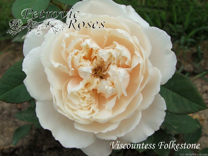 'Viscountess Folkestone' rose photo