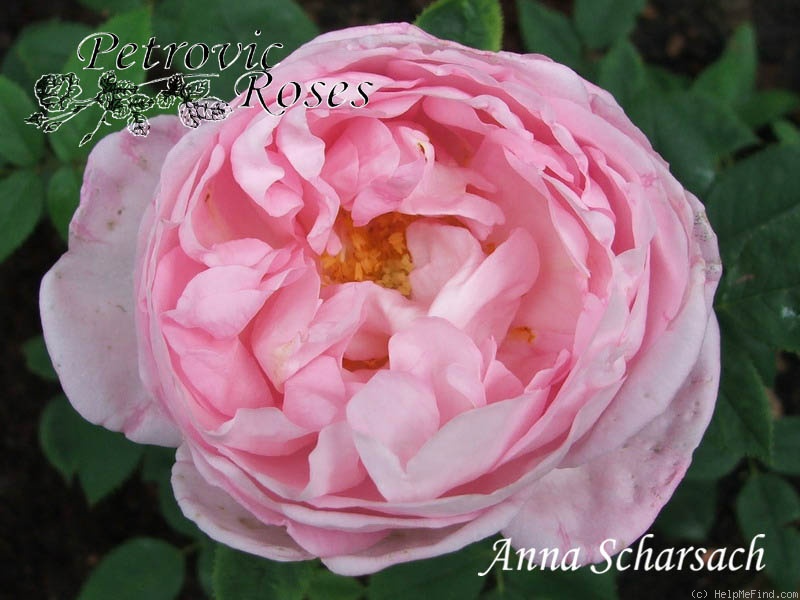 'Anna Scharsach (hybrid perpetual, Geschwind, 1890)' rose photo