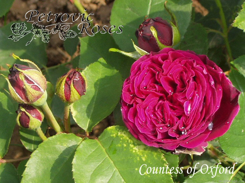 'Countess of Oxford' rose photo