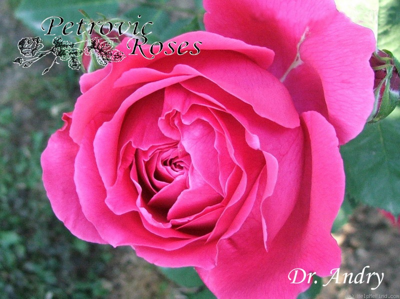 'Dr. Andry' rose photo