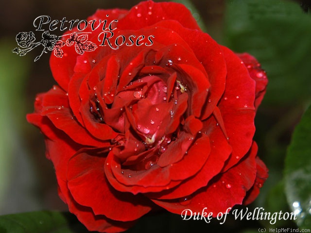 'Duke of Wellington (hybrid perpetual, Granger 1864)' rose photo