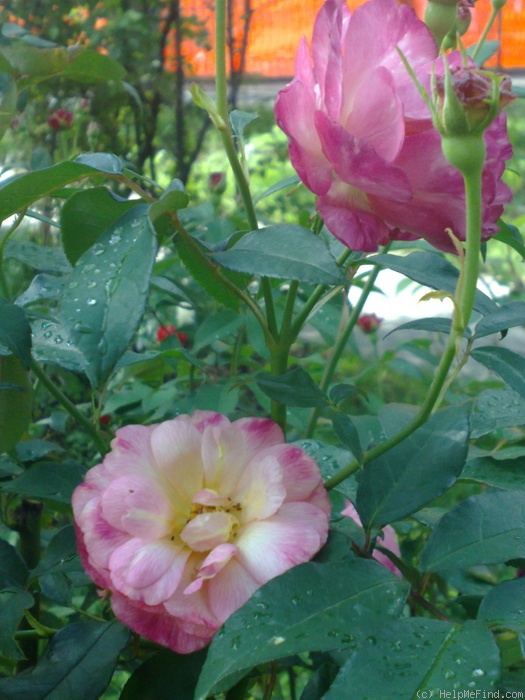 'Léonie Lamesch (Polyantha, Lambert, 1899)' rose photo