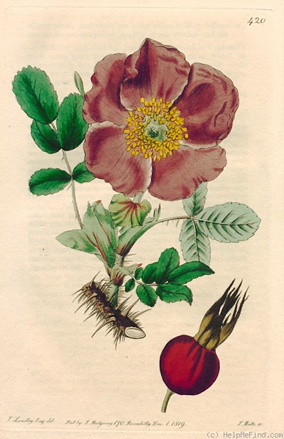'<i>Rosa ferox</i> Lindl. synonym' rose photo