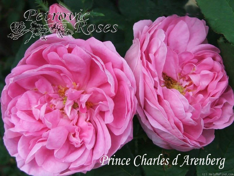 'Prince Charles d'Arenberg' rose photo