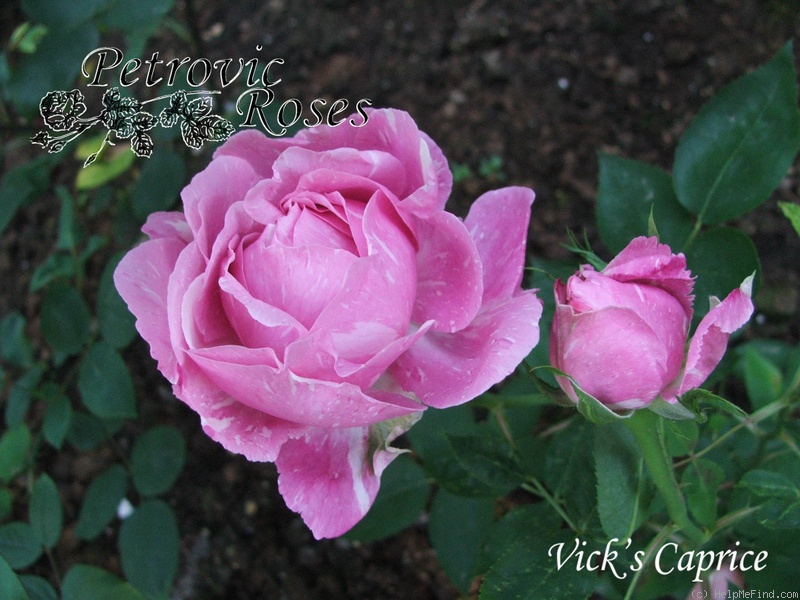 'Vick's Caprice' rose photo