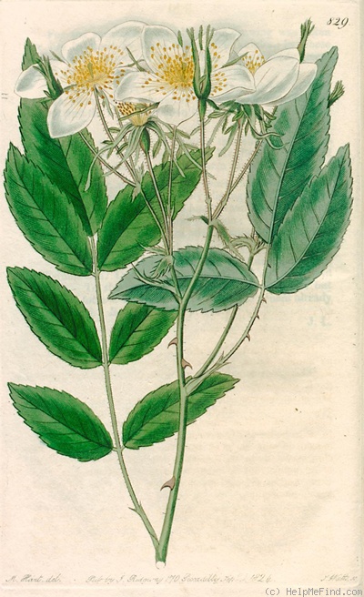 '<i>Rosa moschata</i> var. <i>nepalensis</i> Lindl.' rose photo