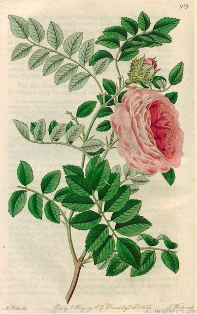 'R. microphylla Synonym' rose photo