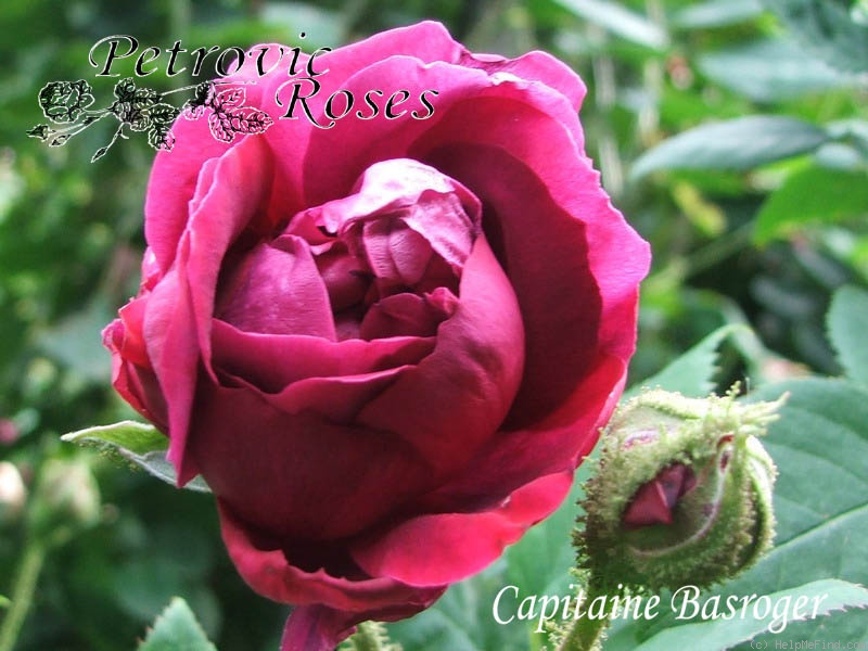 'Capitaine Basroger' rose photo