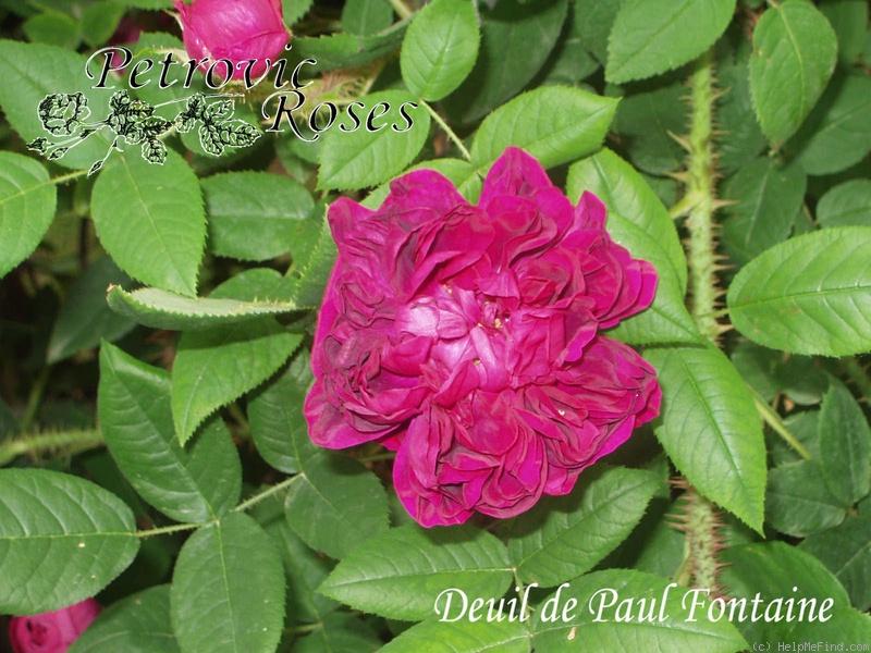 'Deuil de Paul Fontaine' rose photo