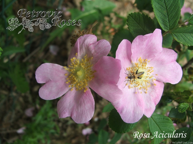 '<i>R. acicularis</i>' rose photo