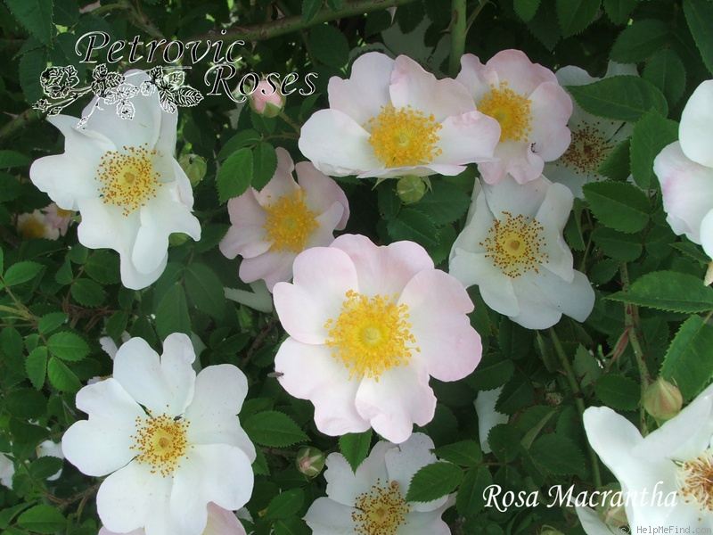 '<i>Rosa macrantha</i> Desportes' rose photo