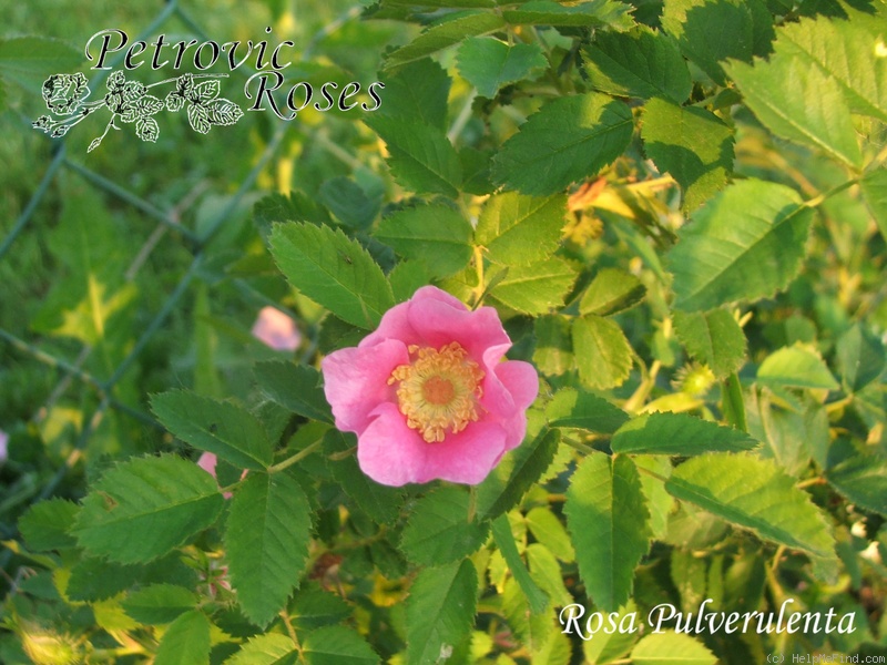 'R. pulverulenta' rose photo