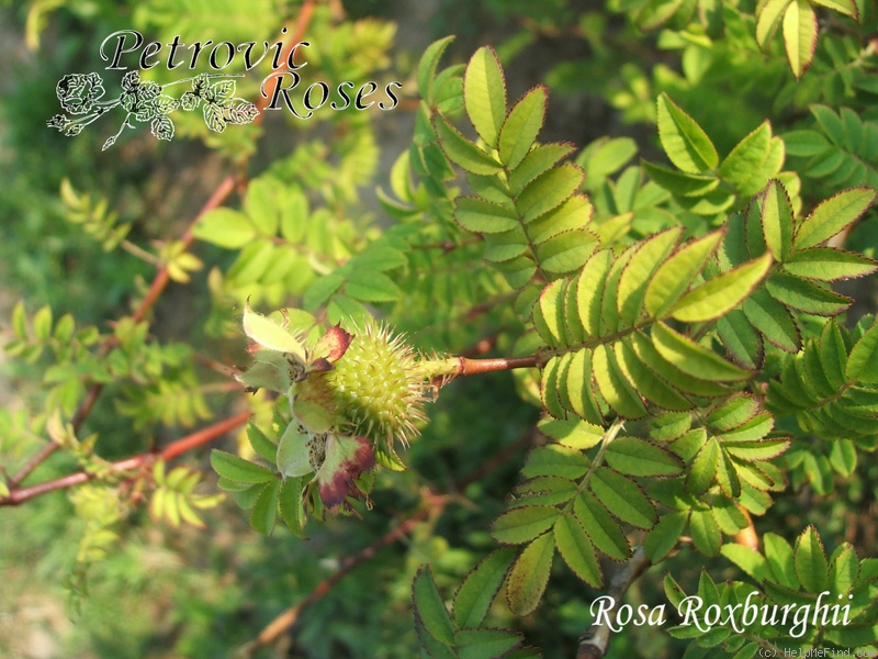 'R. roxburghii' rose photo