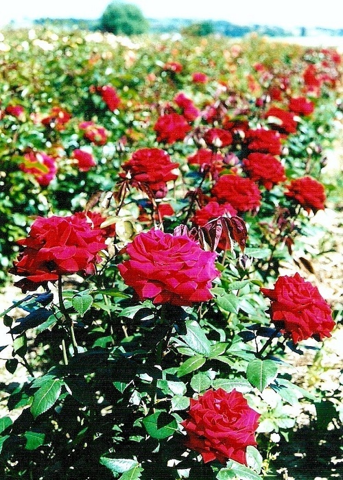 'Panthéon' rose photo