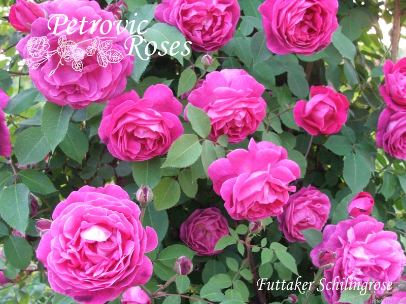 'Futtaker Schlingrose' rose photo