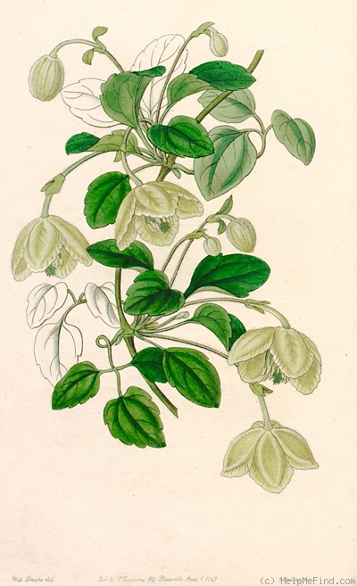 '<i>C. pedicellata</i> (DC.) Sweet Synonym' clematis photo