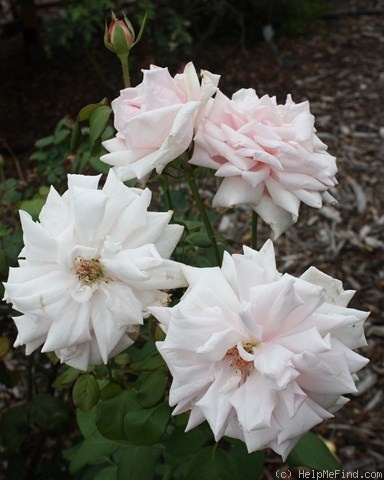 'Mademoiselle Augustine Guinoisseau' rose photo