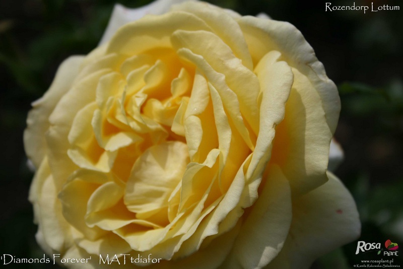 'Diamonds Forever' rose photo