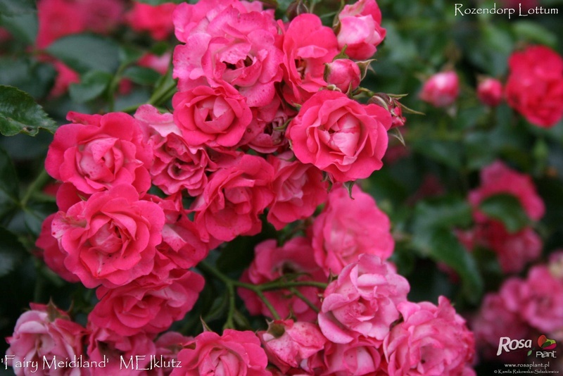 'Fairy Meidiland ®' rose photo