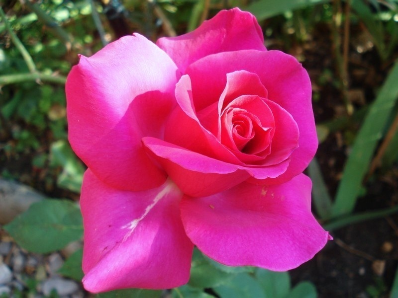 'Roseraie de Blois ®' rose photo