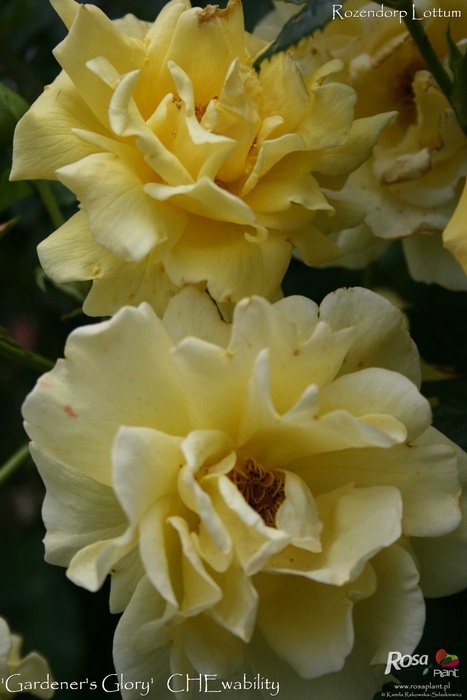 'Gardeners Glory (LCl, Warner, before 2005)' rose photo