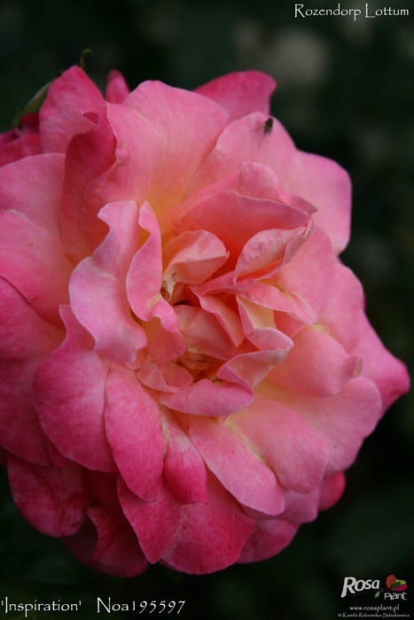 'Inspiration ® (hybrid tea, Noack, 2003)' rose photo