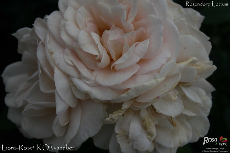 'Lions-Rose ®' rose photo