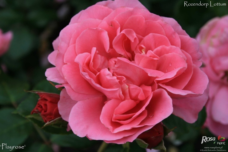 'Playrose ®' rose photo