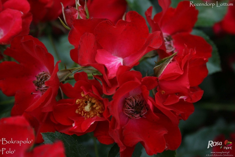 'Bokrapolo' rose photo