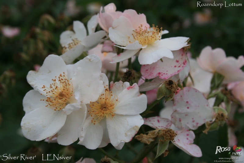 'Silver River' rose photo