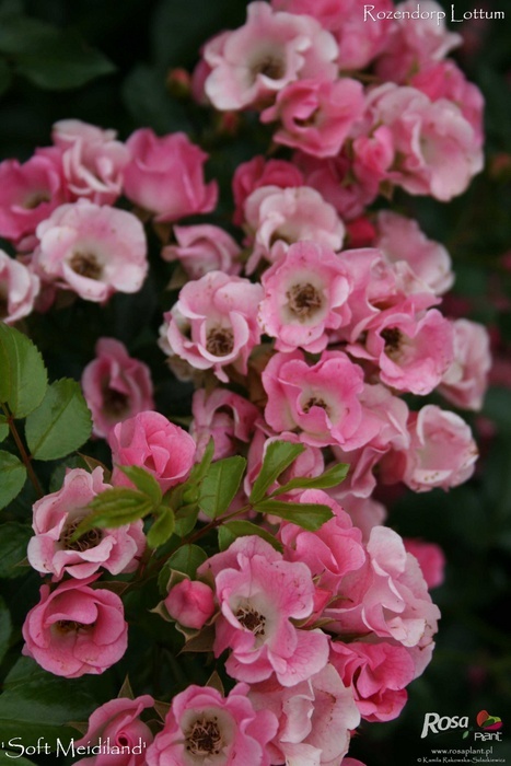 'Soft Meidiland ®' rose photo
