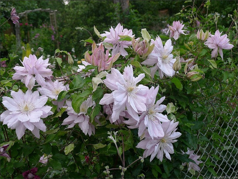 'Violet Elizabeth' clematis photo