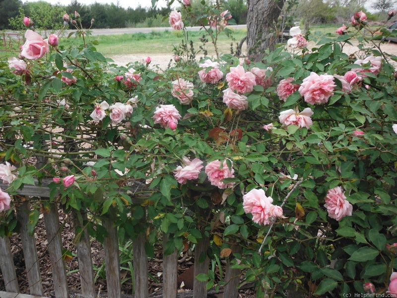 'Elie Beauvilain (Tea Noisette, Beauvilain, 1887)' rose photo